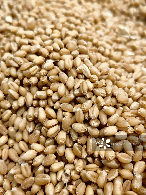 麦仁图片素材