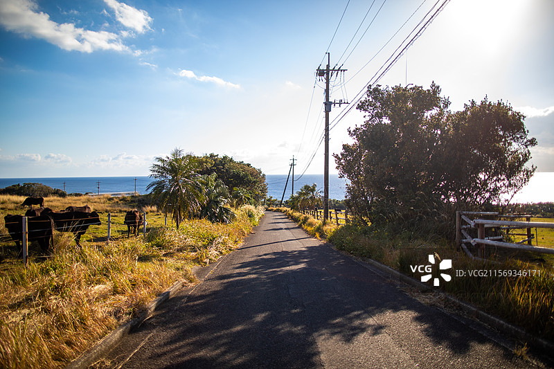 亚洲日本鹿儿岛县屋久岛的牧场图片素材