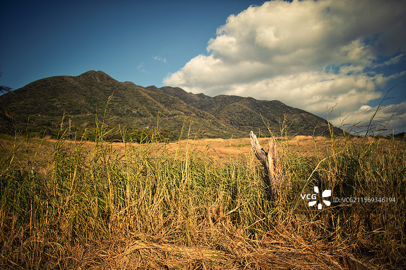 亚洲日本鹿儿岛县屋久岛的牧场图片素材