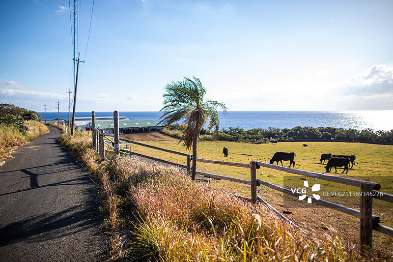 亚洲日本鹿儿岛县屋久岛的牧场图片素材