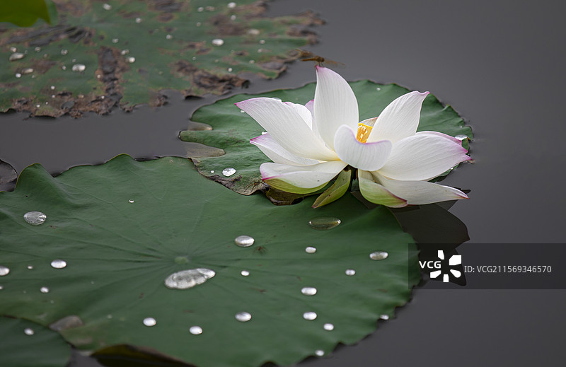 厦门马銮湾双溪公园荷花图片素材