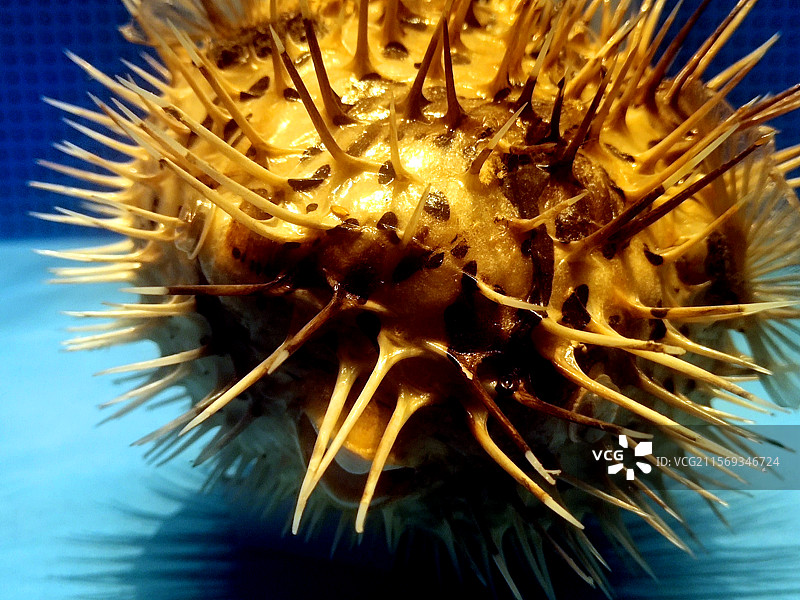 六斑刺鲀、海洋生物标本、工艺品、装饰品、藏品图片素材