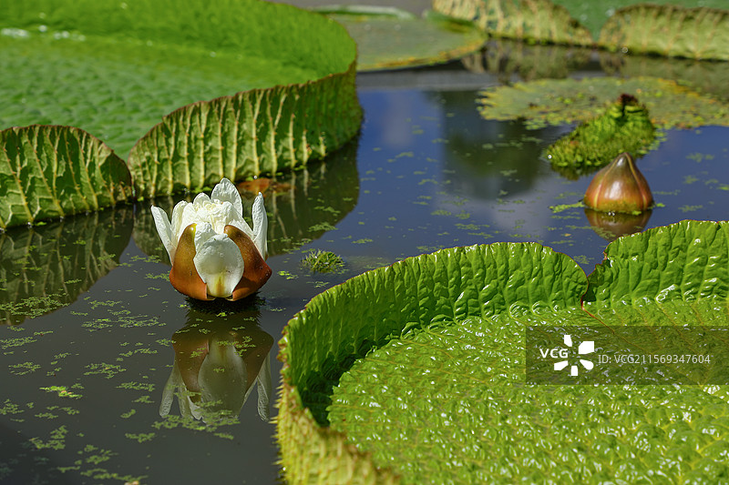 荷花池中一朵含苞待放的白荷花图片素材