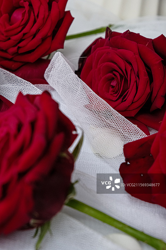 红玫瑰图片素材