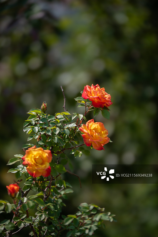 一抹芳菲，月季绘就的浪漫图片素材