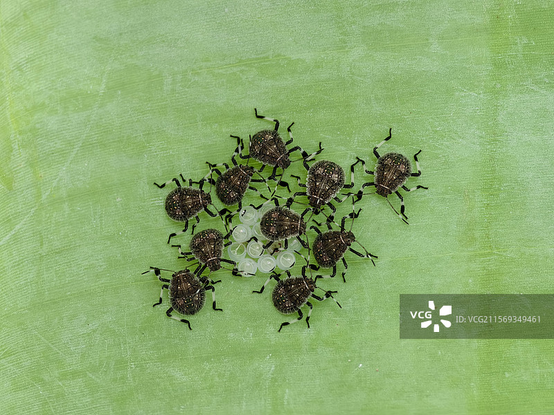 蝽象的育幼时刻图片素材