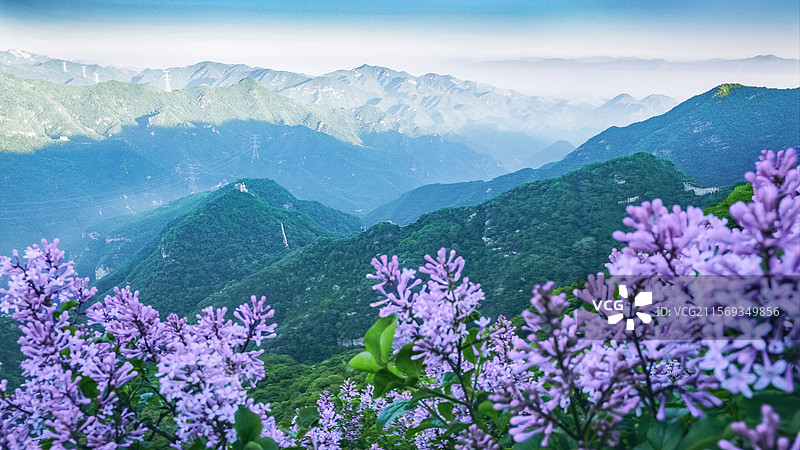 紫丁香长城图片素材