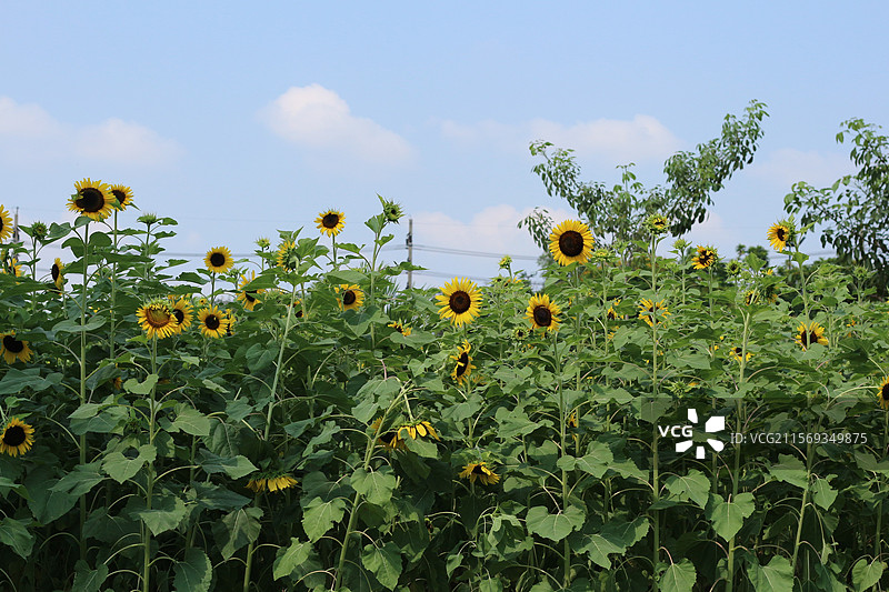 向日葵图片素材