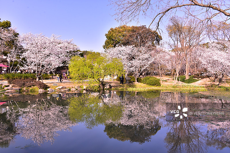 无锡樱花谷图片素材