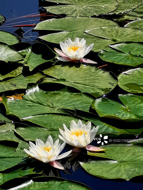 华北明珠仙境游，碧波潋滟接天流 蛙鸟苇荡歌声起，雁鹭荷塘觅渔求 快艇劈云天边远，群鸭飞舞醉瞳收图片素材