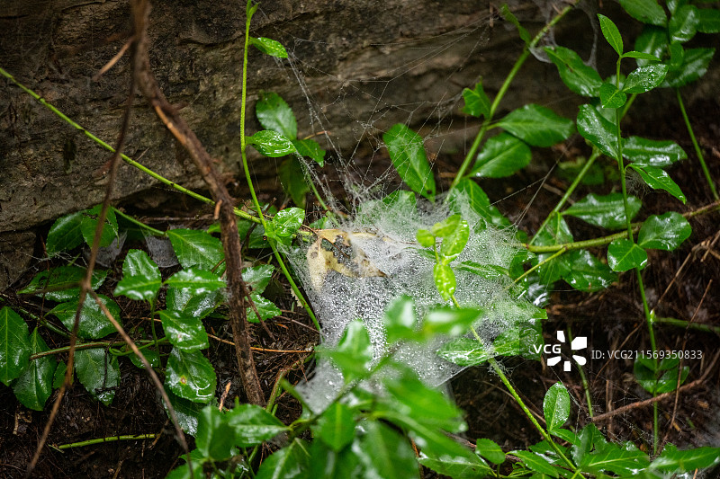 树干上蜘蛛网的特写镜头图片素材