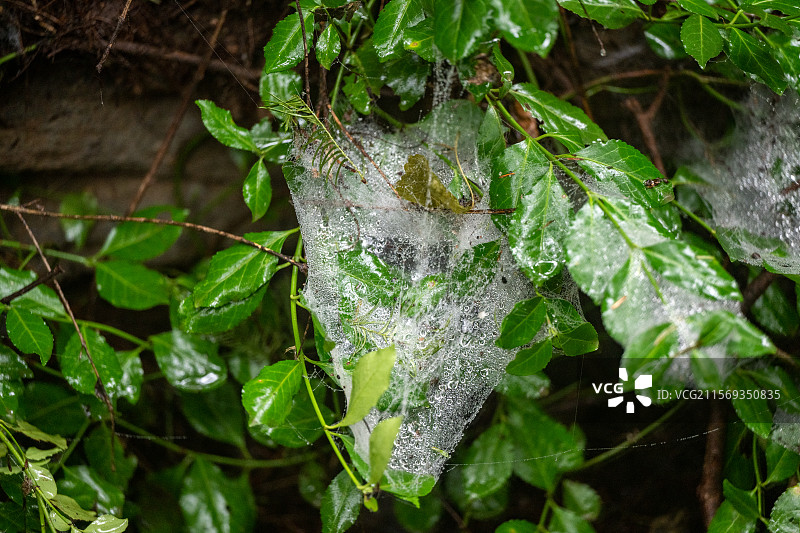 树干上蜘蛛网的特写镜头图片素材