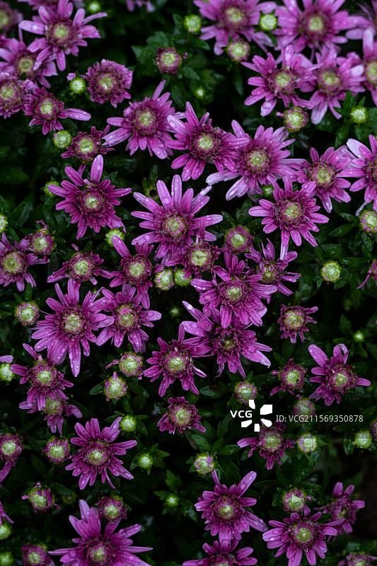 粉红色开花植物的高角度视图图片素材