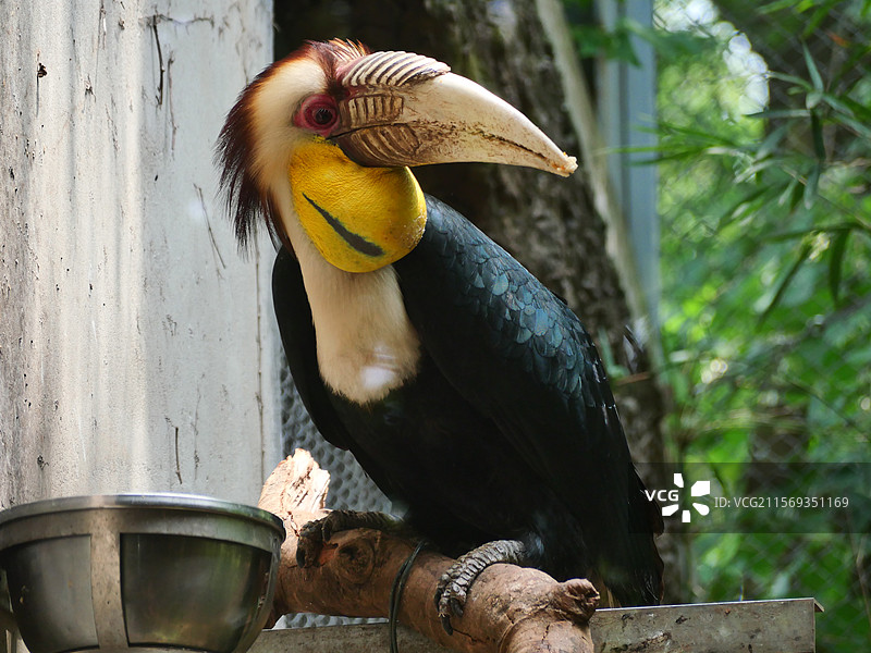 动物园里栖息在木头上的犀鸟特写镜头图片素材