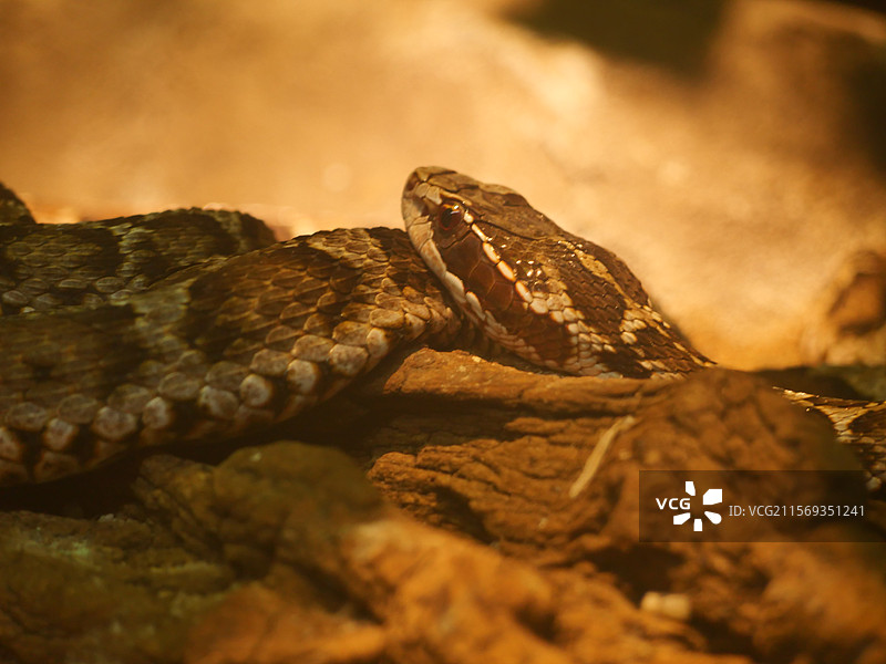 岩石上蛇头的特写镜头图片素材
