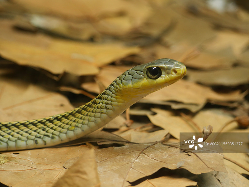 植物上蛇的特写镜头图片素材