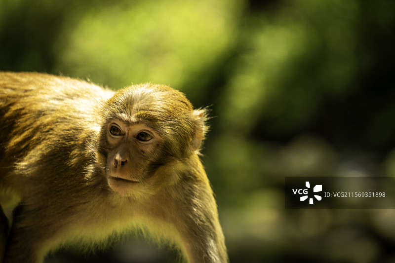 张家界金鞭溪野生猴子特写照图片素材