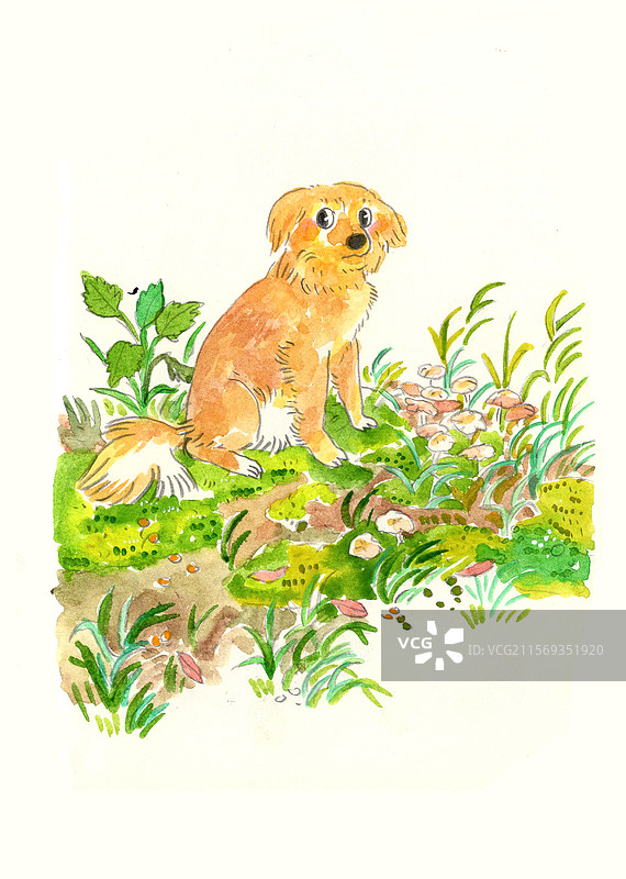 草地上的小黄狗图片素材