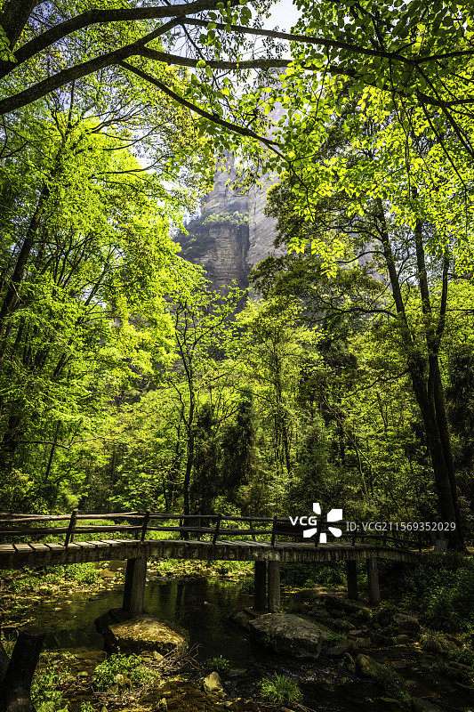 中国湖南，张家界国家森林公园，金鞭溪森林溪流栈道美景图片素材