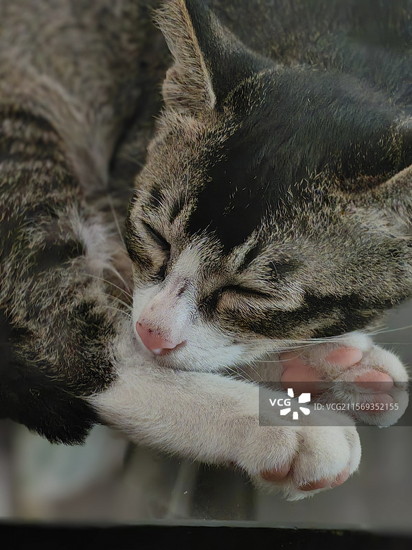 这只小猫超萌。睡时乖巧，爪子轻拢。醒时睁大眼睛好奇张望。偶尔探出脑袋，模样专注，肉垫粉嫩，可爱满溢。图片素材