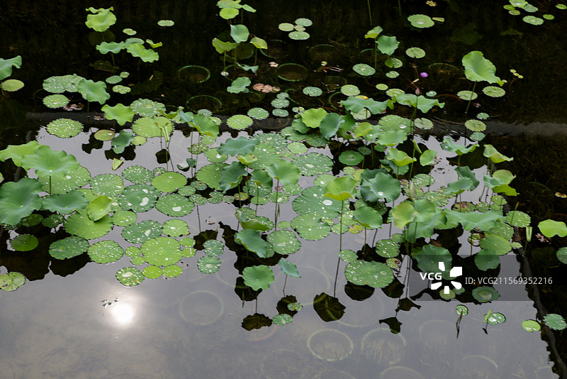 广州黄埔军校旧址纪念馆黄埔军校本部、孙总理纪念室、俱乐部等组图图片素材