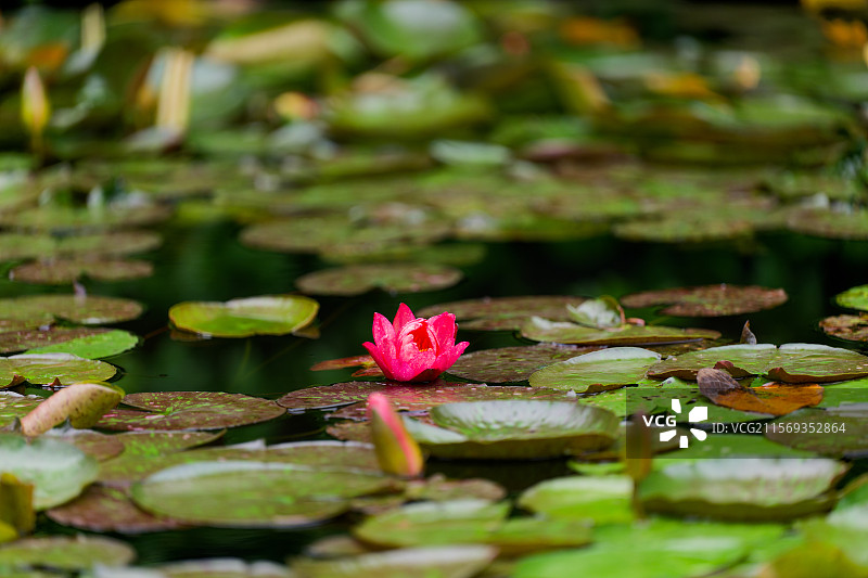 池塘中的粉红色莲花图片素材