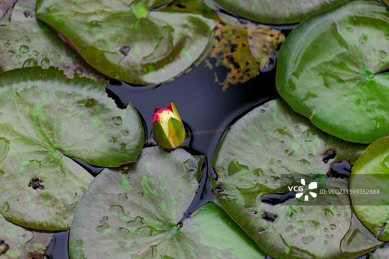 雨中的荷花与荷叶图片素材