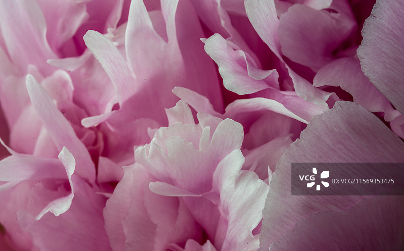微距镜头下粉色芍药的花瓣。图片素材
