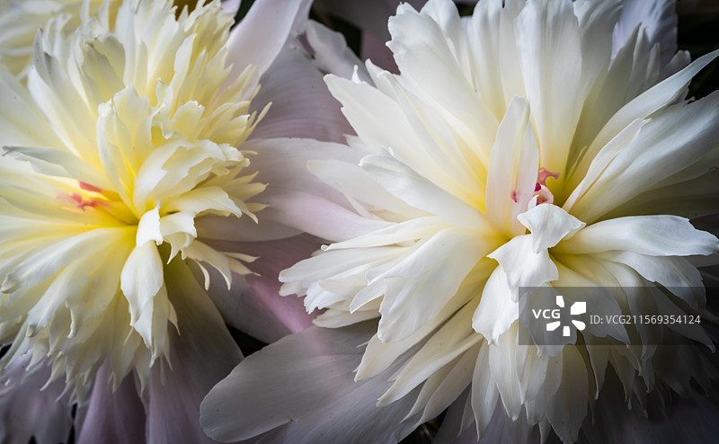 两朵白色芍药图片素材