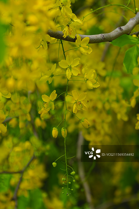 盛夏腊肠树花开如瀑图片素材