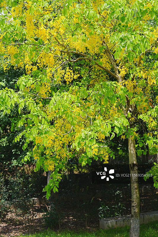 盛夏腊肠树花开如瀑图片素材