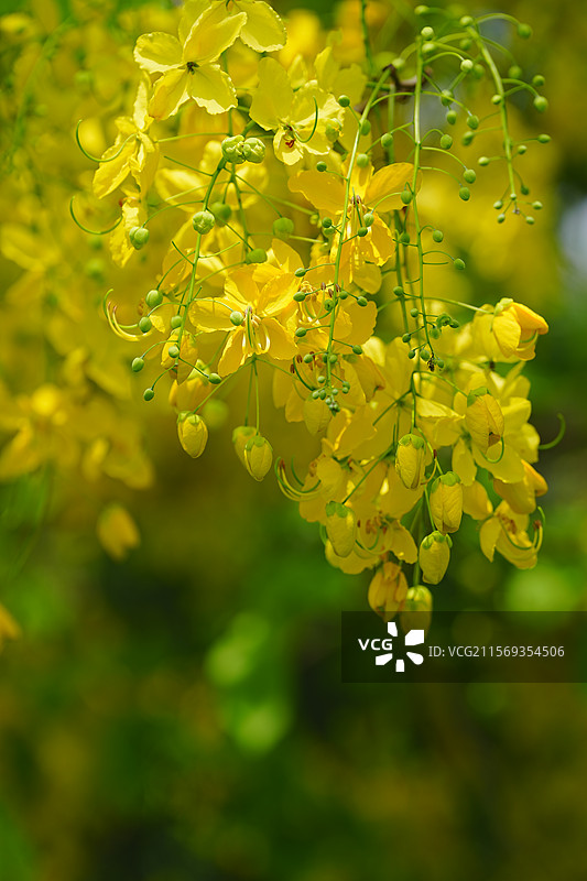 盛夏腊肠树花开如瀑图片素材