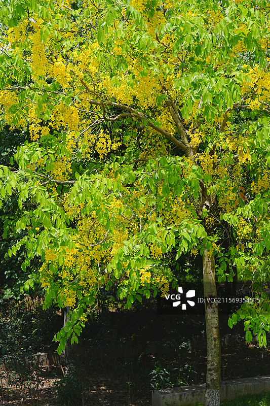 盛夏腊肠树花开如瀑图片素材