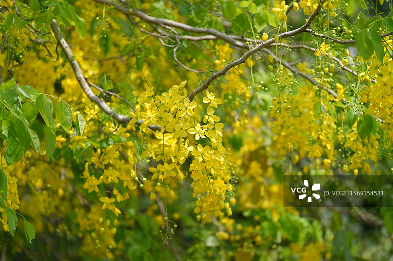 盛夏腊肠树花开如瀑图片素材