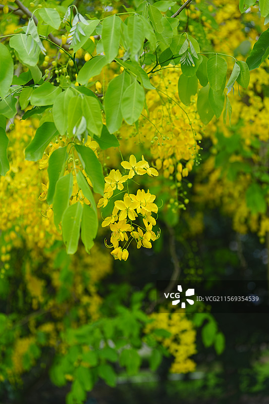 盛夏腊肠树花开如瀑图片素材