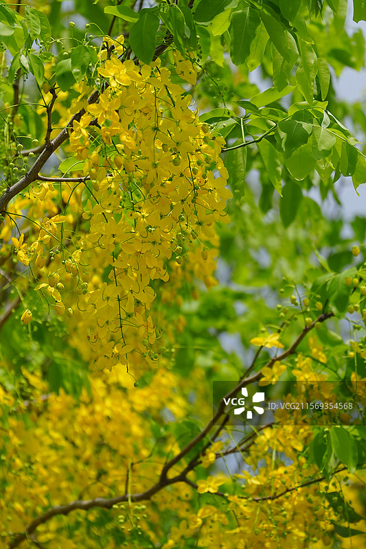 盛夏腊肠树花开如瀑图片素材