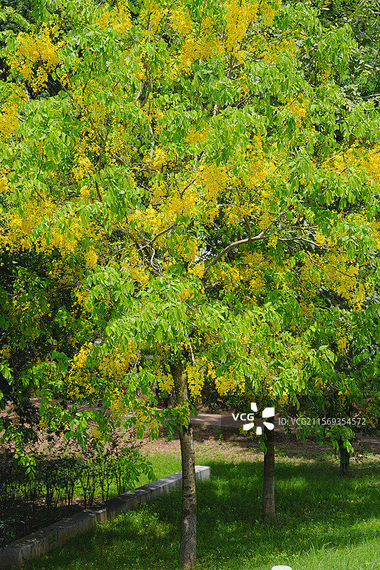 盛夏腊肠树花开如瀑图片素材