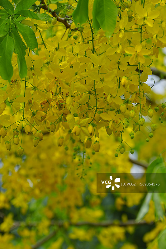 盛夏腊肠树花开如瀑图片素材