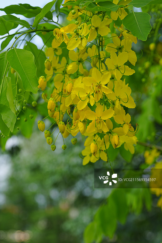 盛夏腊肠树花开如瀑图片素材