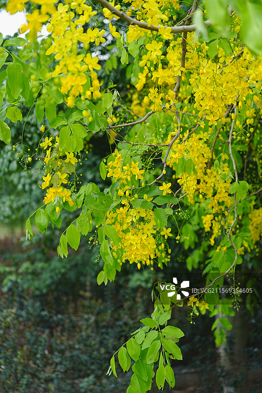 盛夏腊肠树花开如瀑图片素材