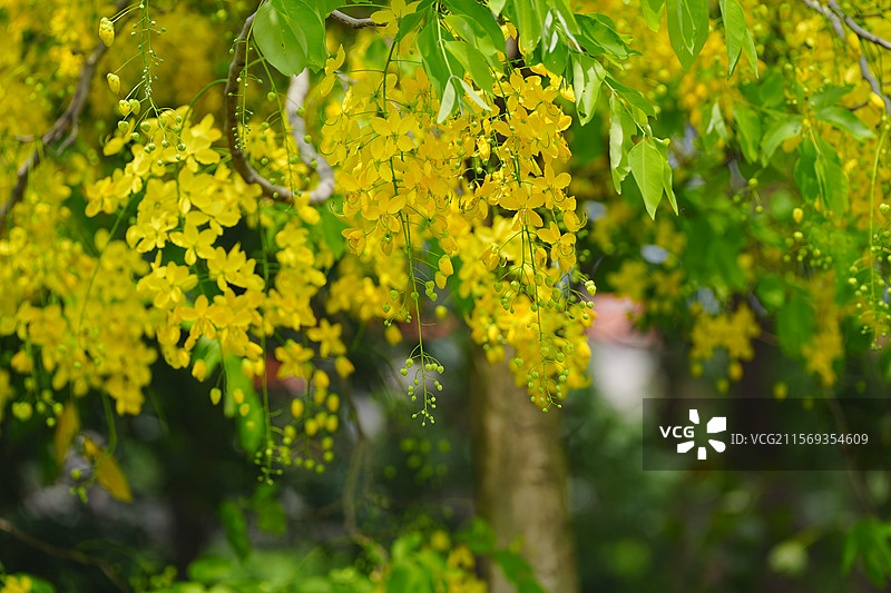 盛夏腊肠树花开如瀑图片素材