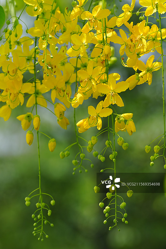盛夏腊肠树花开如瀑图片素材