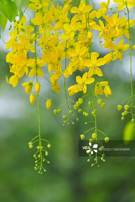 盛夏腊肠树花开如瀑图片素材