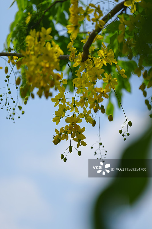 盛夏腊肠树花开如瀑图片素材