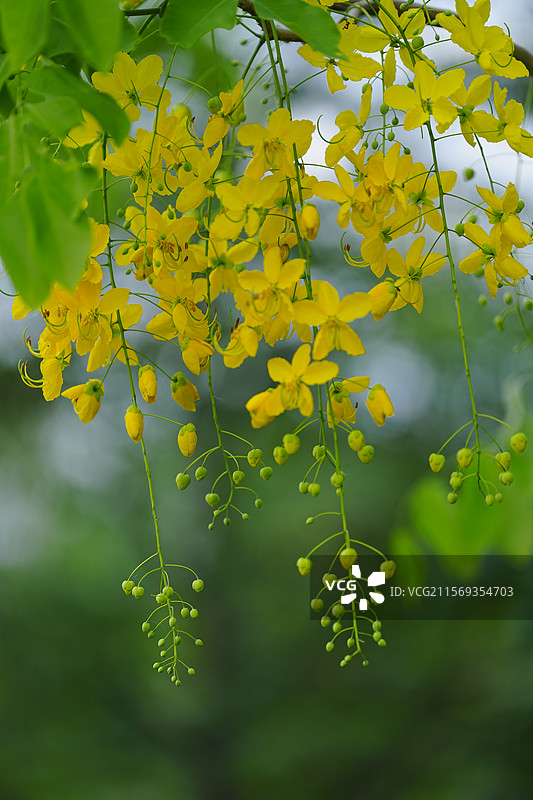 盛夏腊肠树花开如瀑图片素材