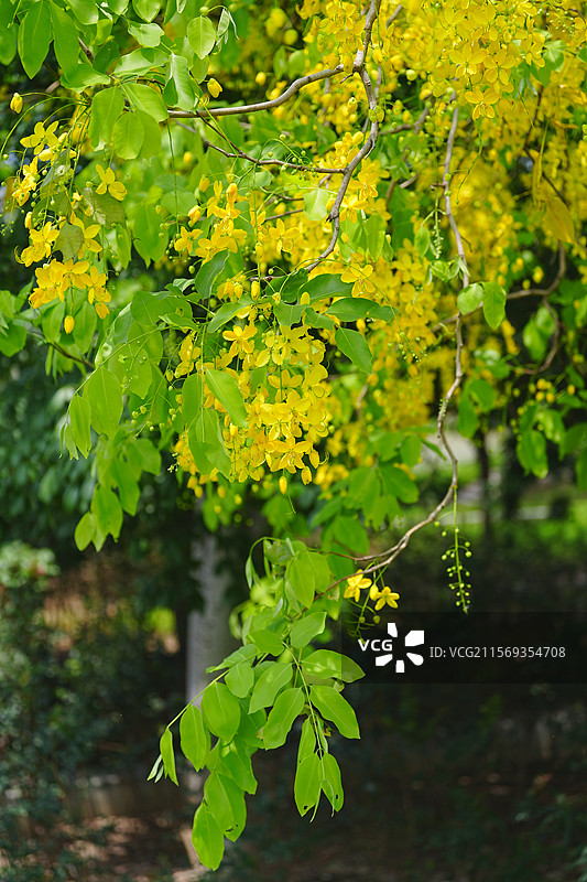 盛夏腊肠树花开如瀑图片素材