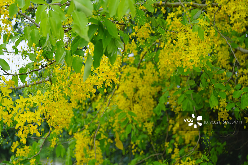 盛夏腊肠树花开如瀑图片素材