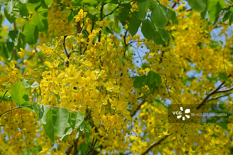 盛夏腊肠树花开如瀑图片素材
