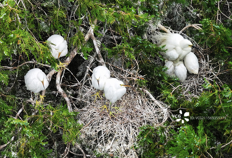 山东枣庄岩马湖畔树林中栖息的鹭鸟图片素材