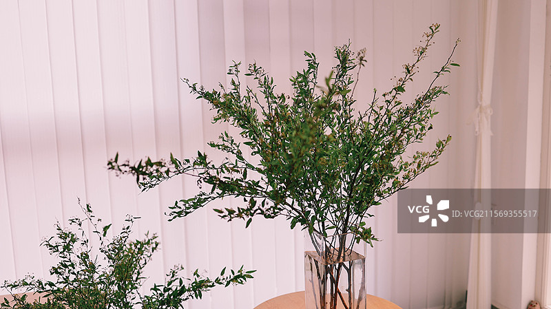 春季的手球花（绣线菊）插花与家居环境搭配图片素材